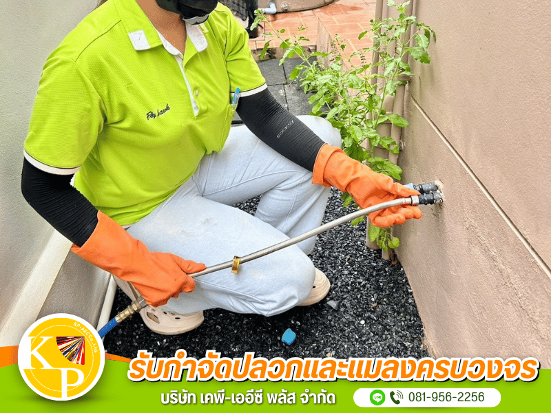บริการกำจัดแมลงและสัตว์พาหะ บริการกำจัดแมลงและสัตว์พาหะ